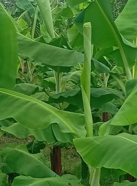 রঙ্গিল সাগর কলা চারা
