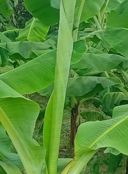 রঙ্গিল সাগর কলা চারা