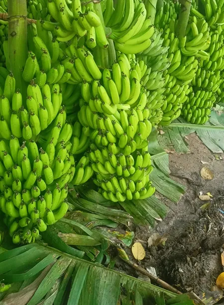 রঙ্গিল সাগর কলা ফলন