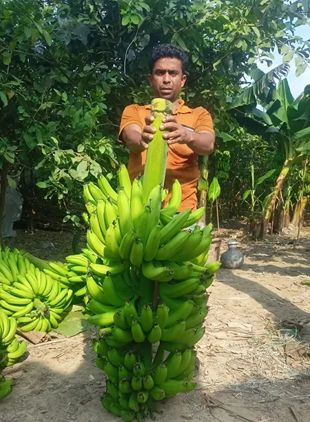 রঙ্গিল সাগর কলা ফলন