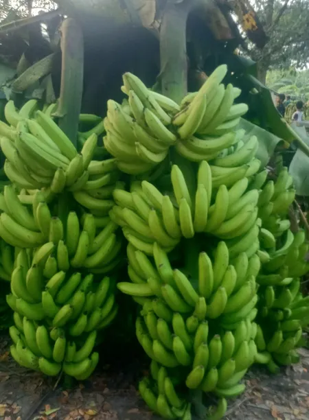 রঙ্গিল সাগর কলা ফলন